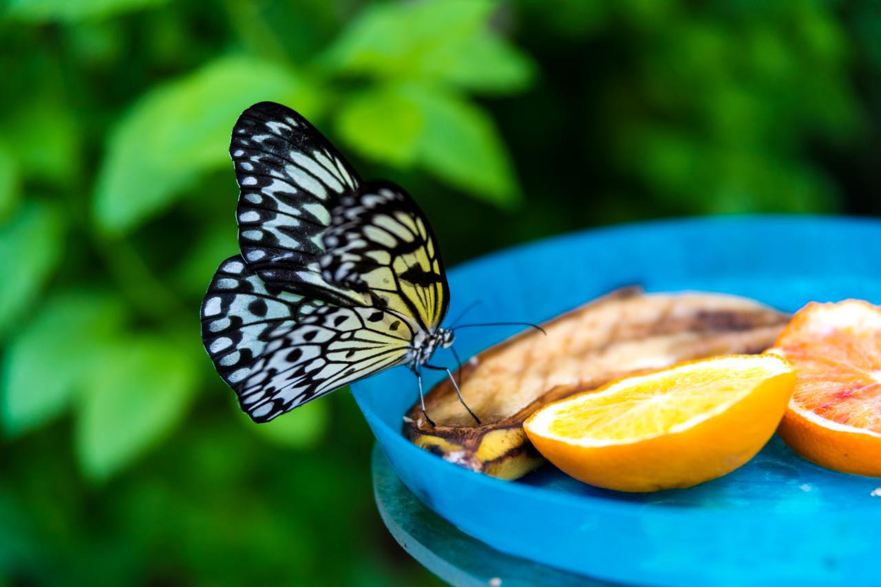 Kelebek Besleme Merkezi Yapımı - Muzipo Kids Kurumsal